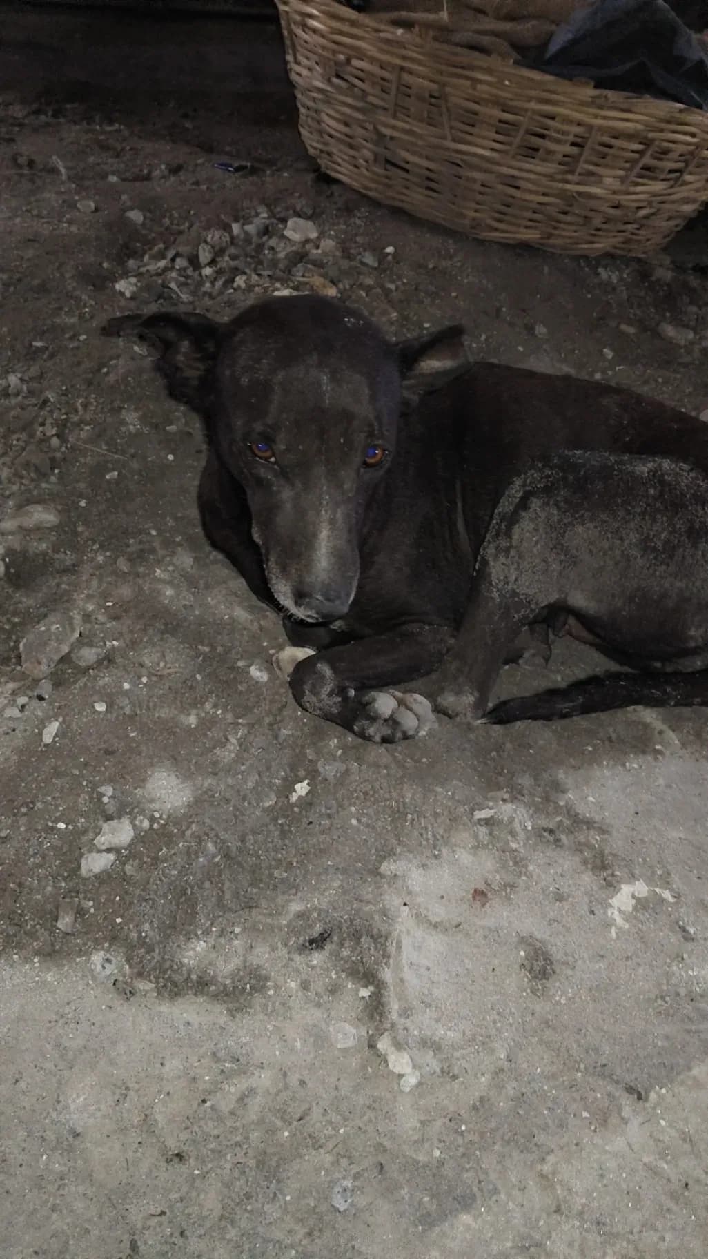Dog rescue case