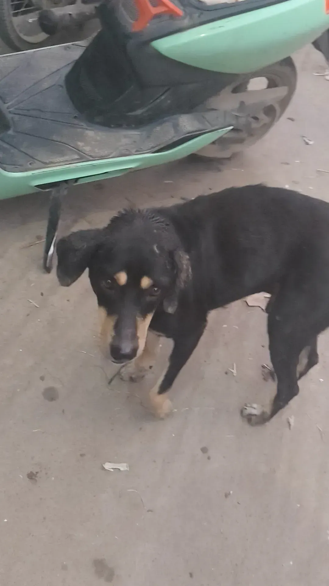 Dog rescue case