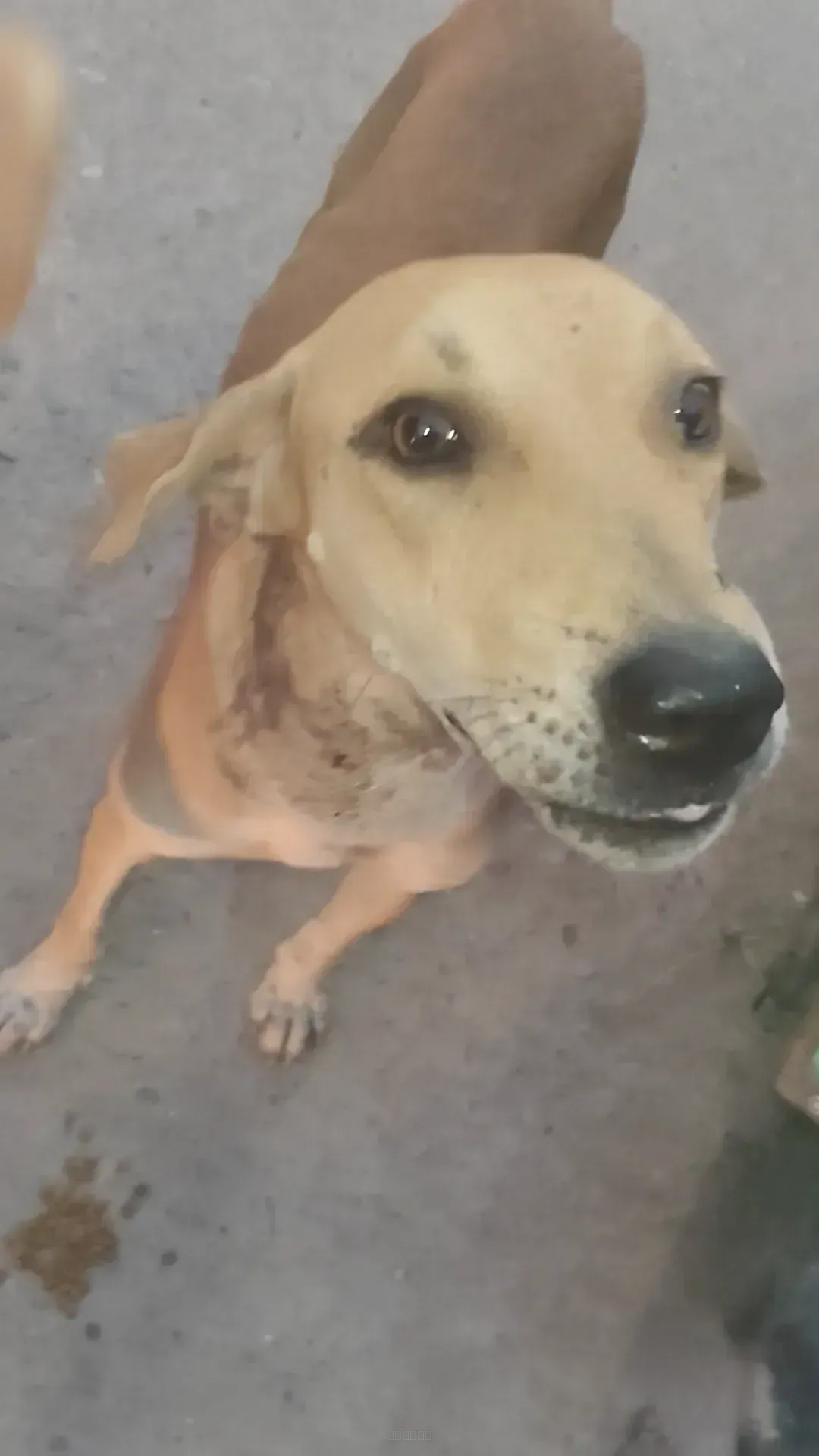 Dog rescue case
