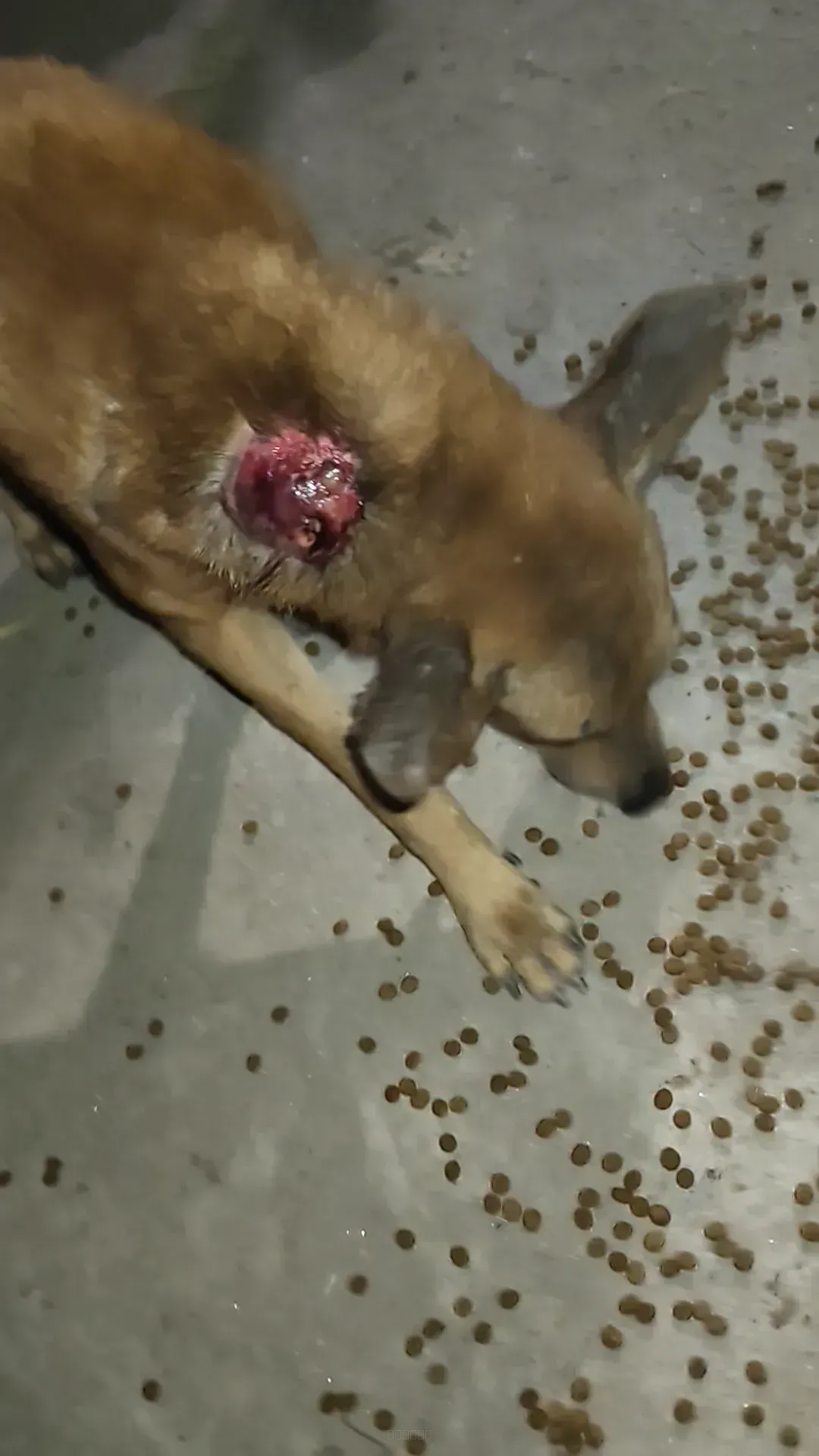 Dog rescue case
