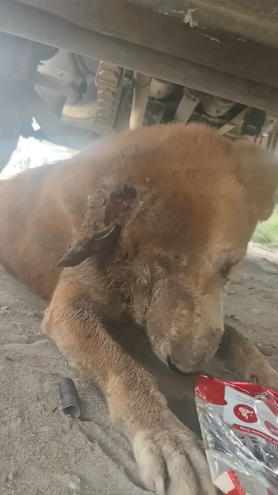 Dog rescue case