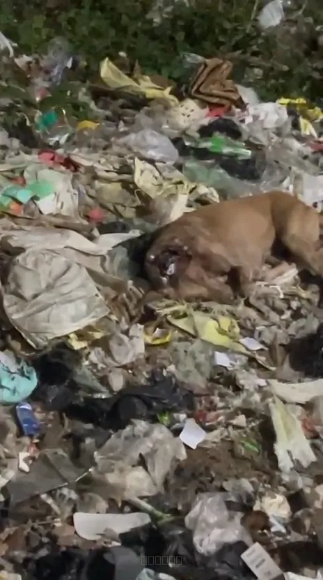 Dog rescue case