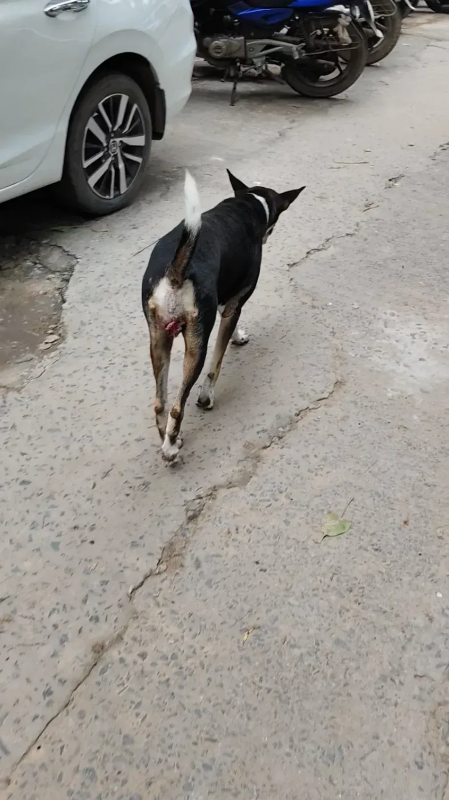 Dog rescue case