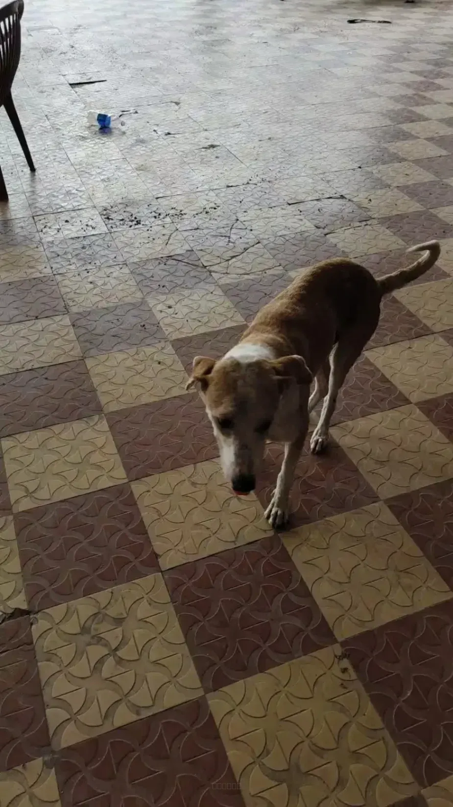 Dog rescue case