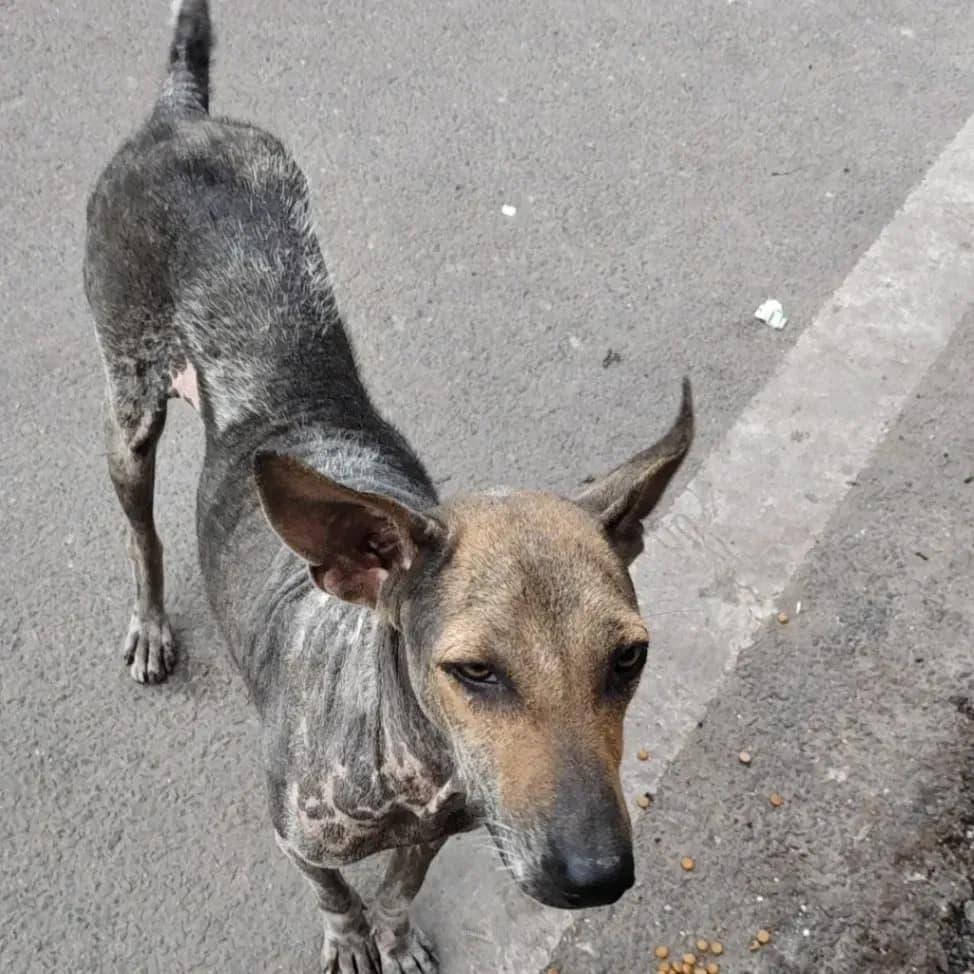 Dog rescue case