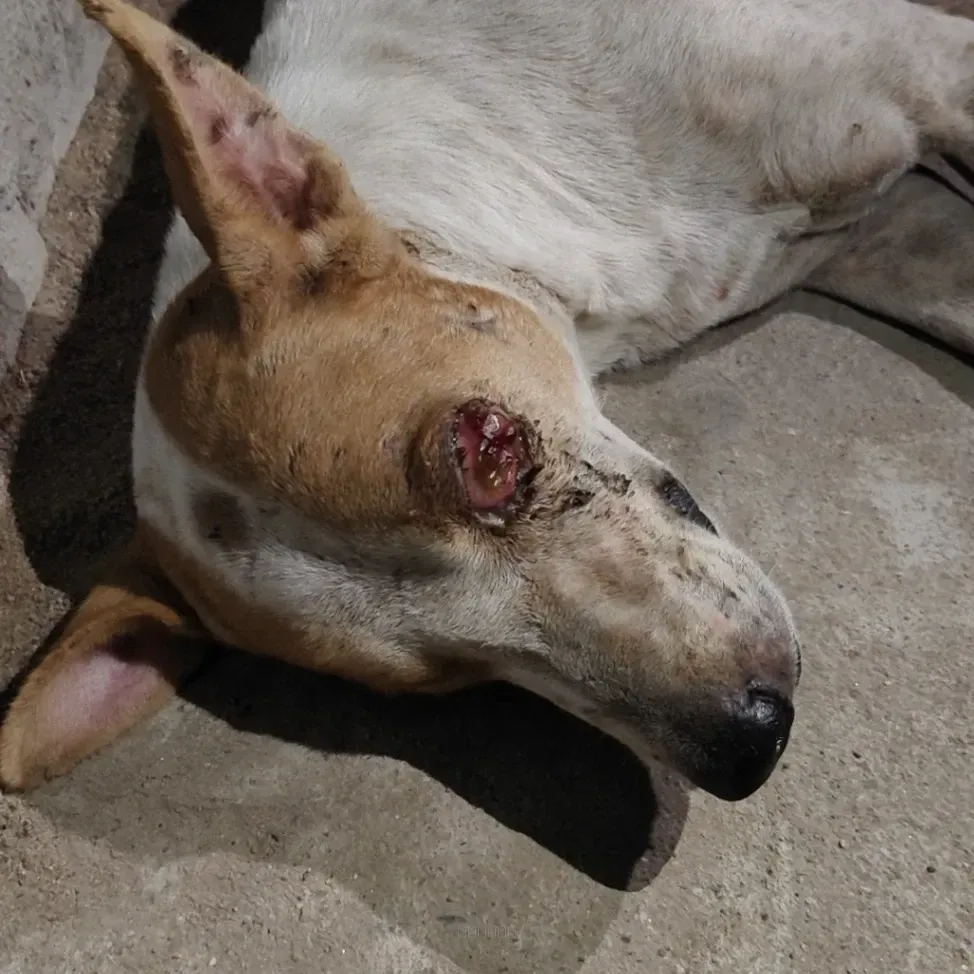 Dog rescue case