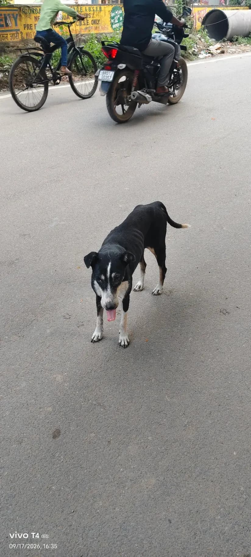 Dog rescue case