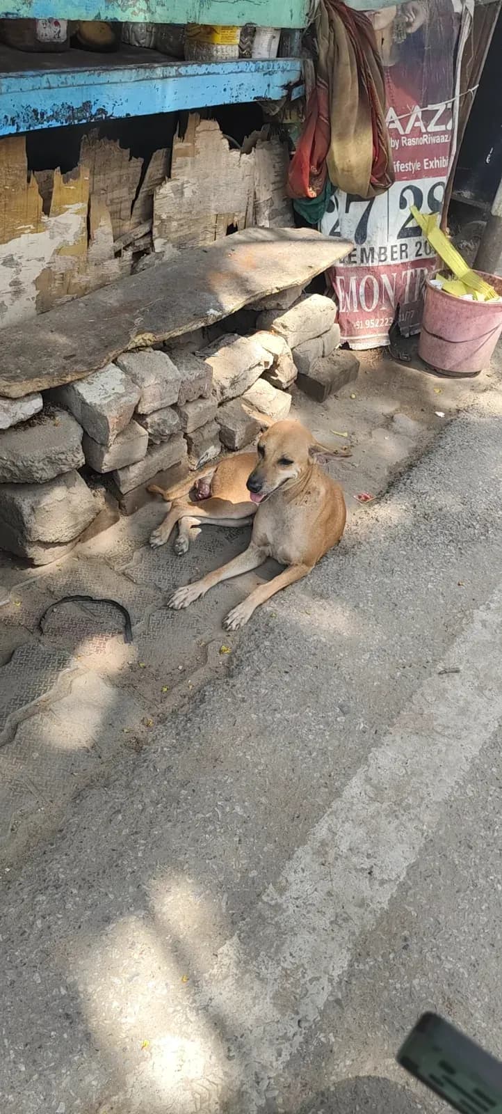 Dog