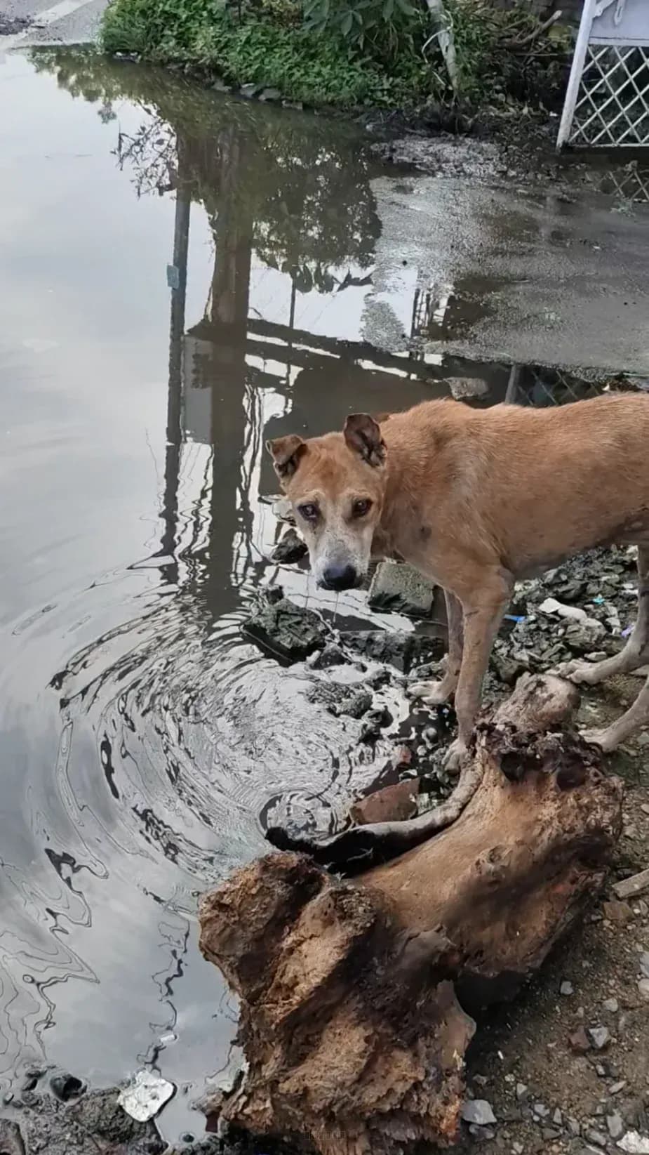 Dog