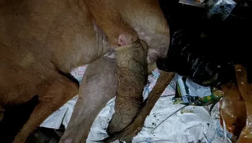 Dog