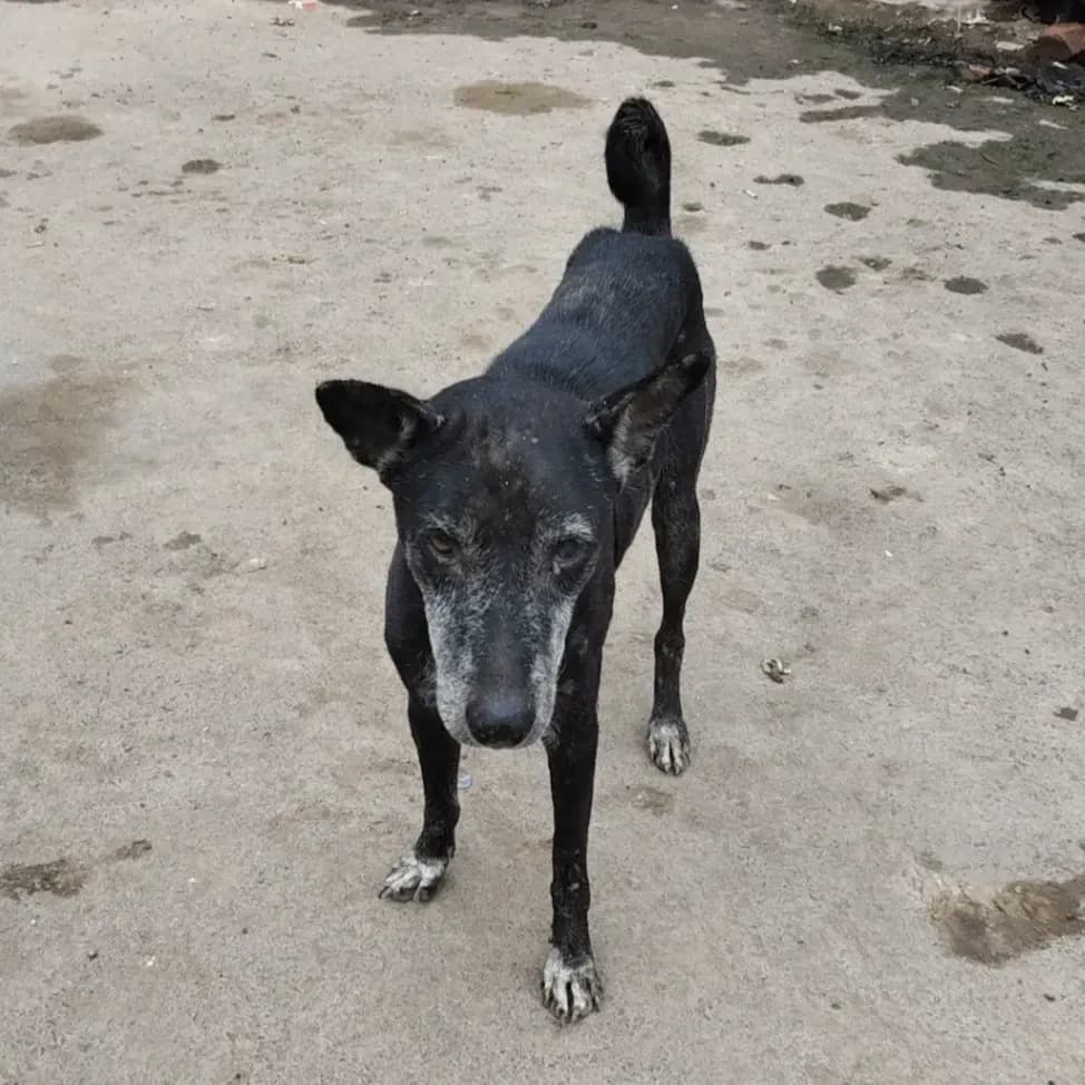 Dog