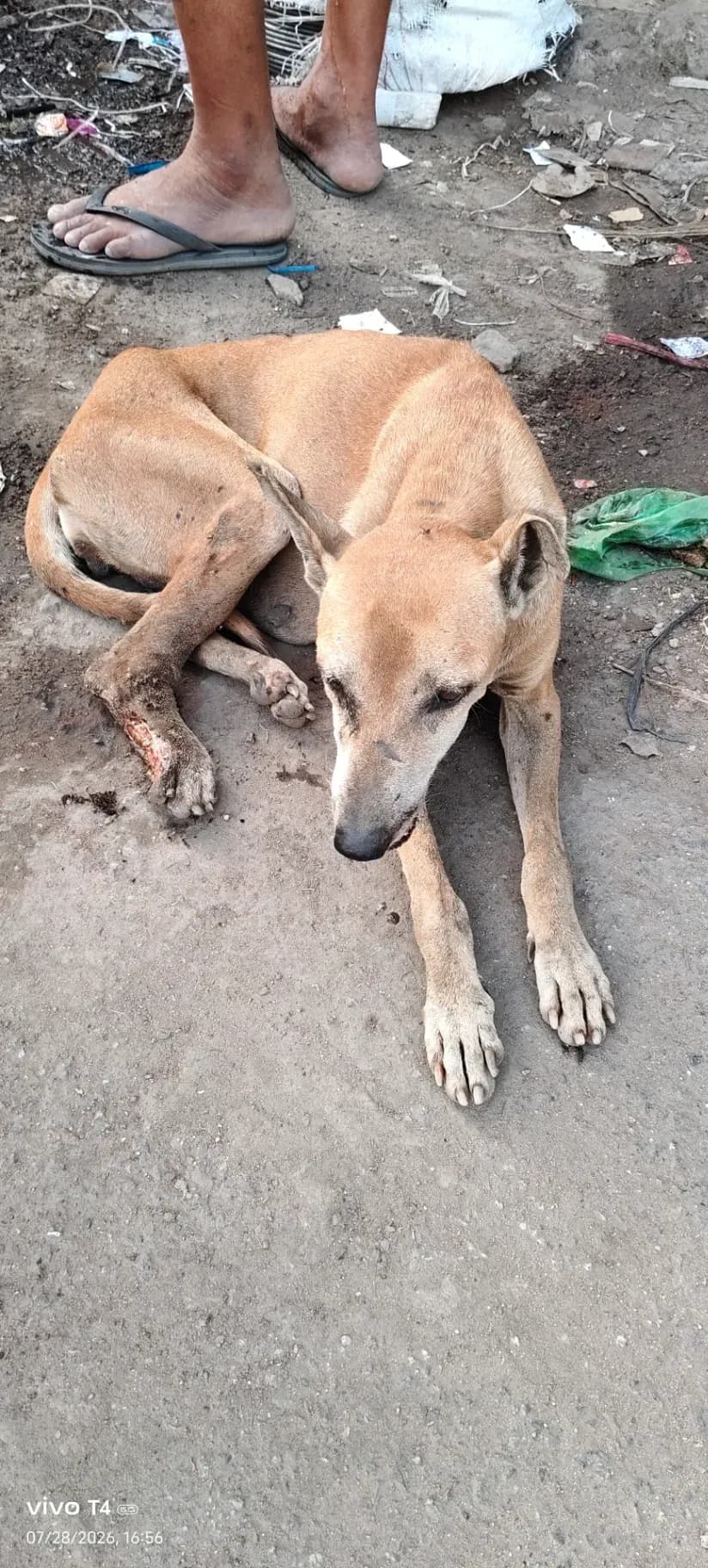 Dog
