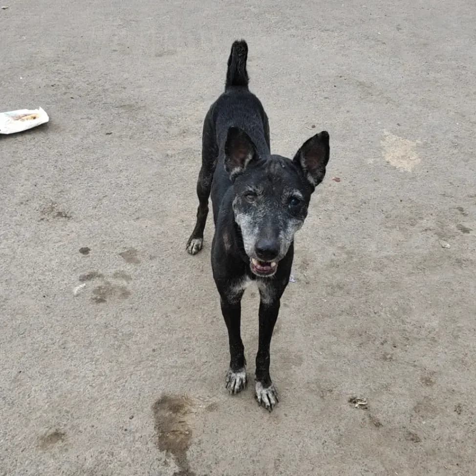 Dog