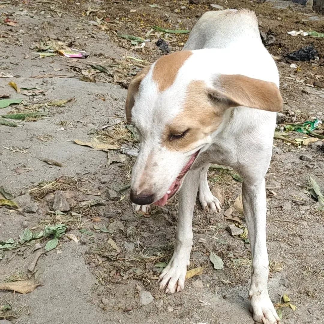 Dog
