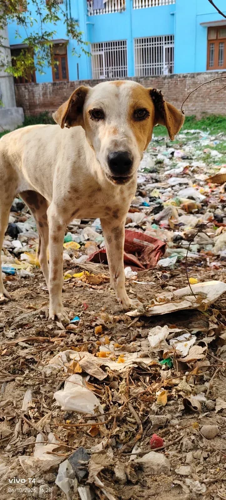 Dog