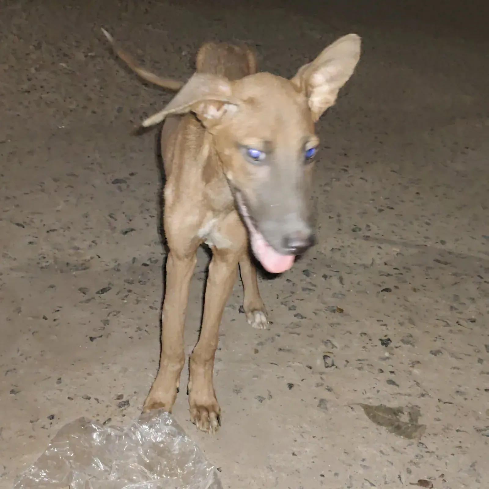 Dog