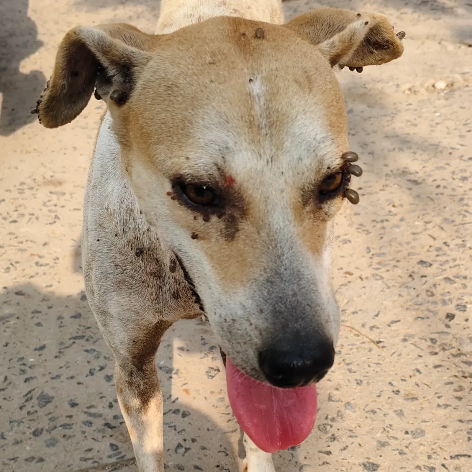 Dog